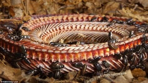 Watch Flesh Eating Beetles In Action Creatures Strip A Body Flesh Eating Beetles Beetle Rare
