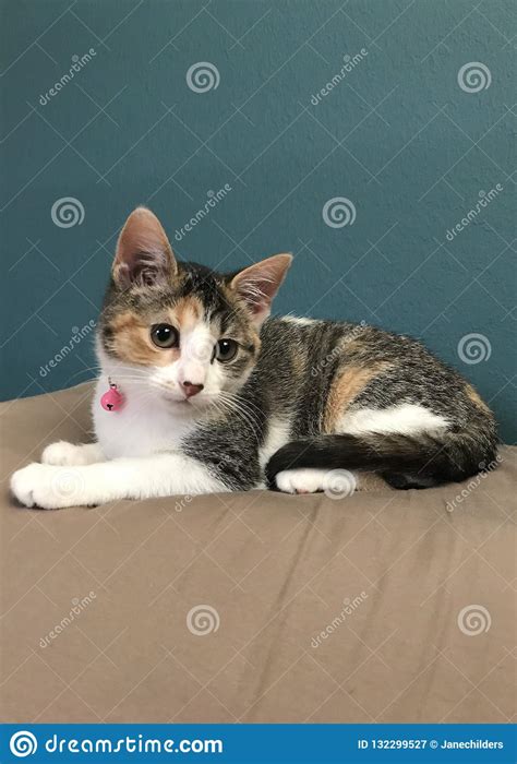 Calico Kitten Stock Image Image Of Patches Luck Fury 132299527