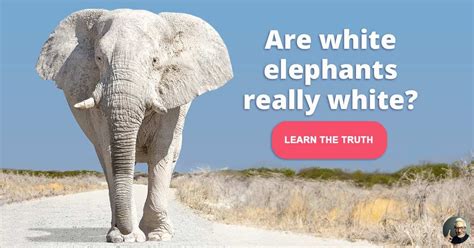 Albino Elephants Facts About Rare Animals Quizzclub