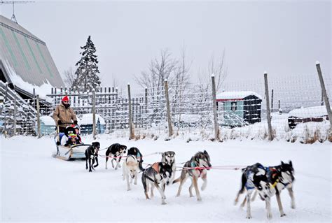 5 Tips For Dog Sledding Things To Do In Stowe Vt