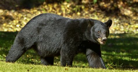 Louisiana Black Bear No Longer On Endangered List