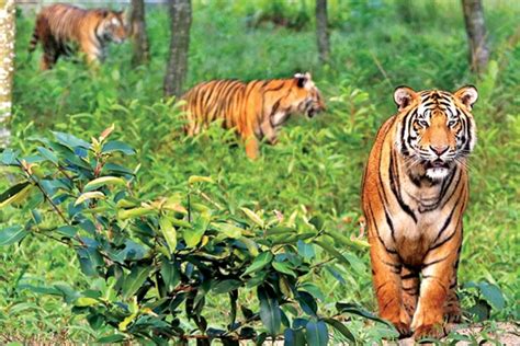 Tiger Populations Grow In India Bhutan The Financial Express