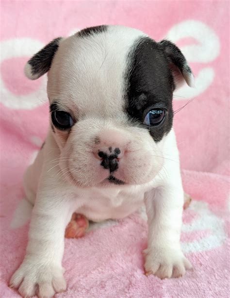 Why Are French Bulldogs So Cuddly