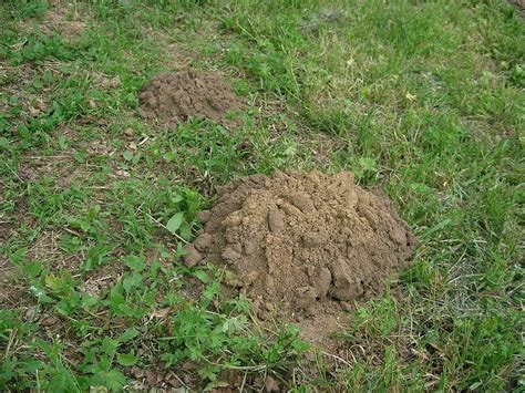Holes In Your Lawn Naturallist