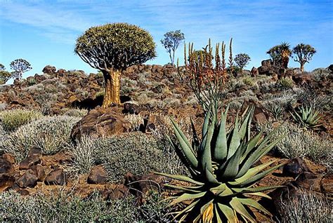 Namibian Plant Life South African Flowers Desert Plants Plants