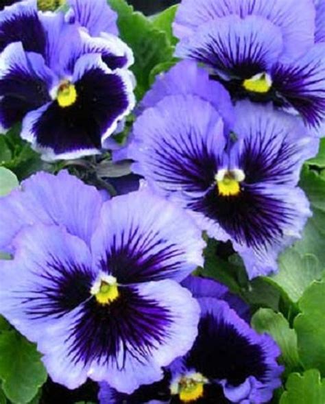 50 Pansy Seeds Frizzle Sizzle Blue Flower Seeds Etsy Types Of Blue