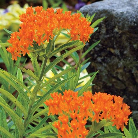 Asclepias Tuberosa Butterfly Weed Park Seed