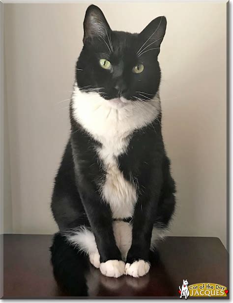 Jacques Tuxedo Domestic Shorthair February 24 2019