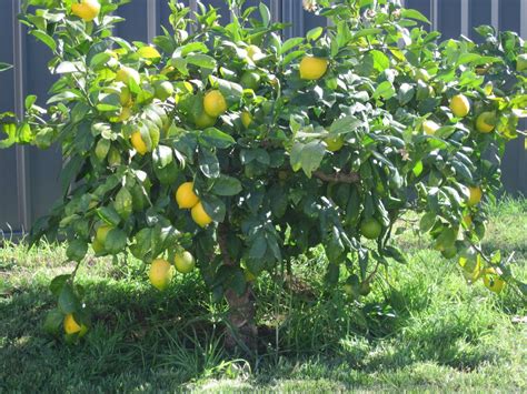 The finger singers — lemon tree 02:54. Life A L'Orange: Our Little Lemon Tree