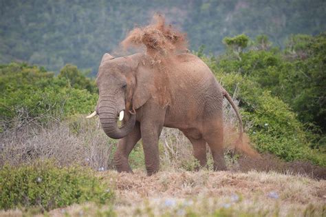 Five Fascinating Elephant Fatcs Kariega Game Reserve
