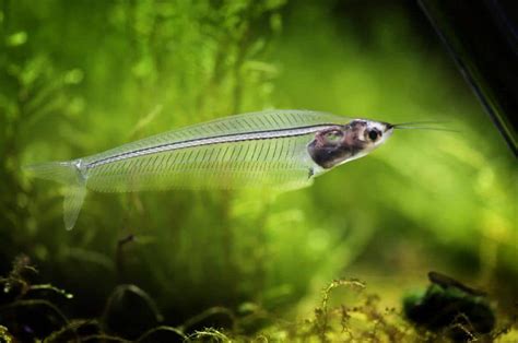 Glass Catfish Care Feed Breeding And Diseases Guide Inland Aquatics