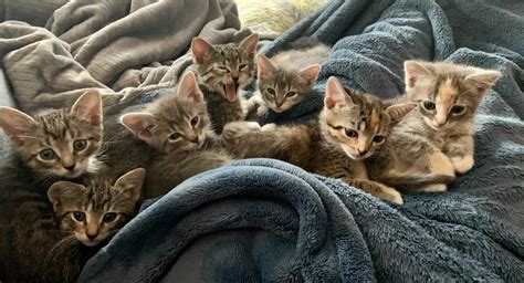 Cuddly Kitten Day Kitten Basics 101 Just Cats Clinic