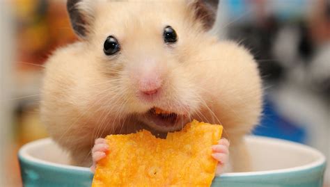 Download Eating Close Up Rodent Animal Hamster Hd Wallpaper By