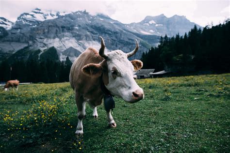 Free Images Landscape Nature Grass Mountain Field Farm Meadow