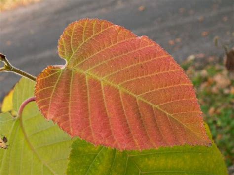 Jest to gatunek bardzo odporny i tolerancyjny, lubi miejsca nasłonecznione. Betula maximowicziana