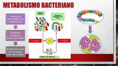 Nomenclatura Y Clasificación De Los Microorganismos