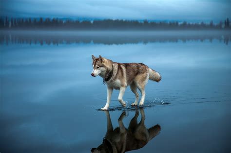 Depth Of Field Nature Animals Landscape Dog Siberian Husky Water