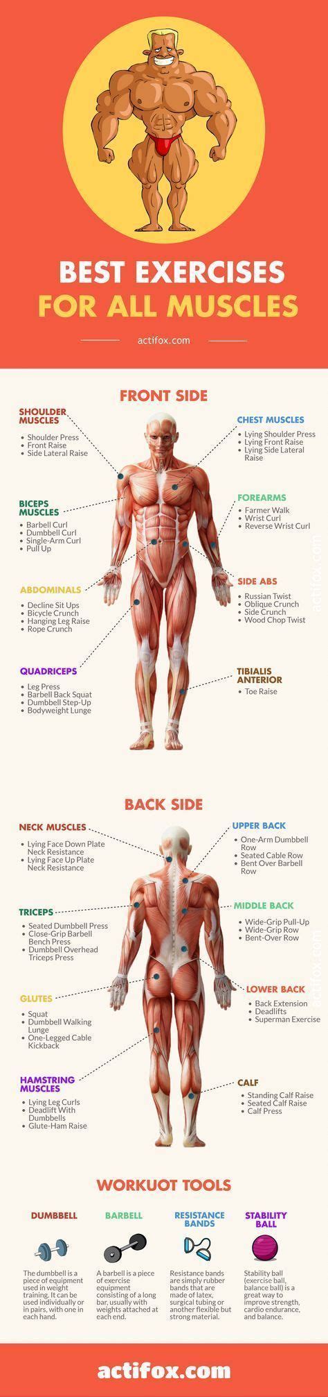 Best Exercises For All Muscles Which Exercises Work Out Which Muscles