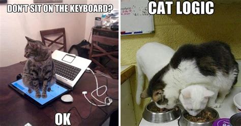 20 Hilarious Photos That Perfectly Explain Cat Logic
