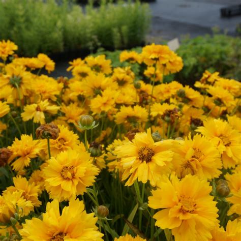 Jda Coreopsis Grandiflora Sunray