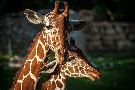 17 Best Images About żyrafy Giraffe On Pinterest Africa