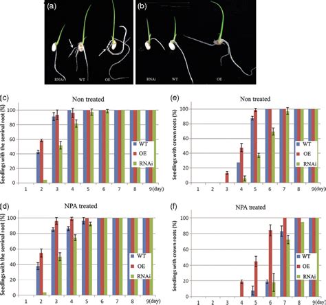 Figure 2 From The Putative Auxin Efflux Carrier Ospin3t Is Involved In
