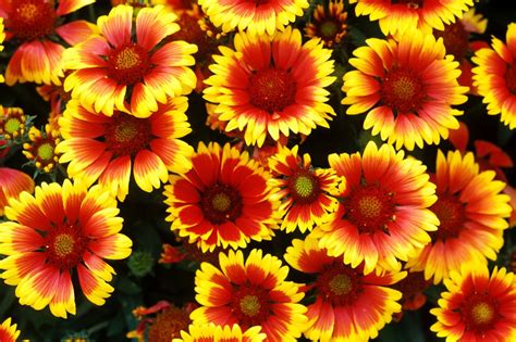 20 Drought Resistant Plants For A Beautiful Yard Even In Dry Climates