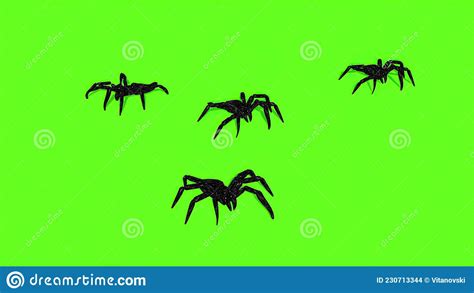 Spiders On Green Screen Creepy Crawling Stock Illustration