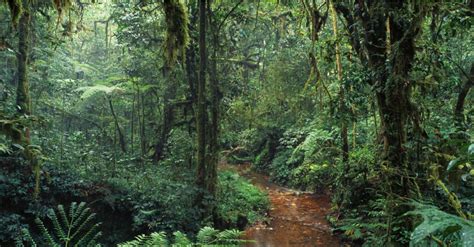 Cameroon Ebo Rainforest Logging Project Cancelled Afrik 21
