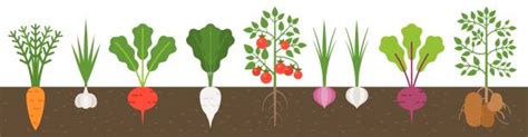 Root Vegetable Illustrations Royalty Free Vector Graphics And Clip Art