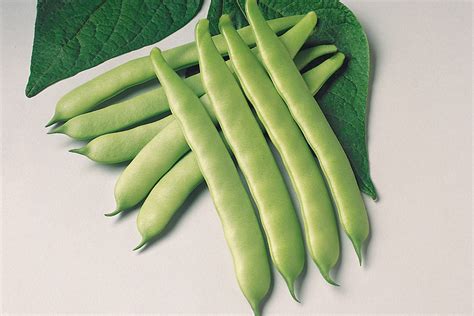 Greencrop | Bush Green Flat | Beans | Products | Vegetables | Rupp Seeds