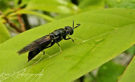 Black Flying Insect Redgage