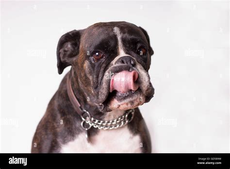 Dog Boxer Nose Hi Res Stock Photography And Images Alamy