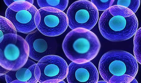 Que Son Las Celulas Madres O Troncales Consejos Celulares