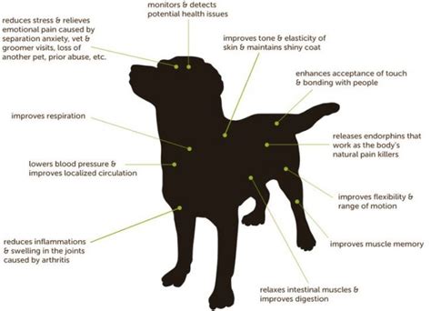 Dog Massage How To Massage Your Dog Canine Massage Benefits Types