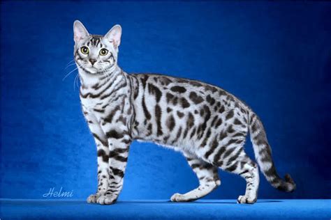 Bengal Cat One Of The Worlds Most Expensive Cat