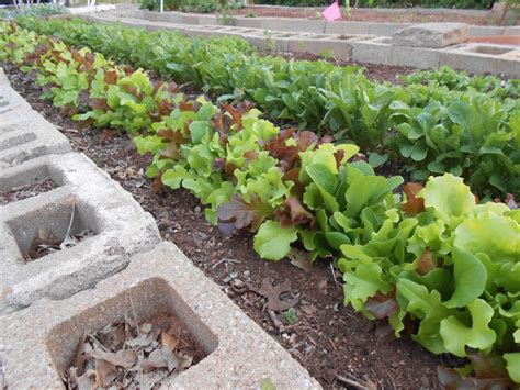 Windy Acres Diary Let Us Plant Lettuce