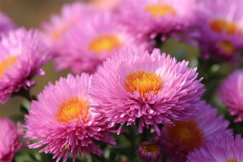 China Aster Flower Meaning Symbolism And Spiritual Significance