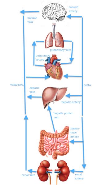 Pulmonary artery is the vessel that carries deoxygenated blood from the heart. IGCSE Biology: 2.66 Understand the general structure of the circulation system to include the ...