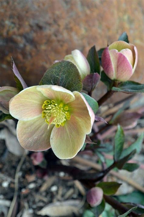 You fill in the order form with your basic requirements for a paper: Hellebores, also called Lenten Rose. An amazing flower ...