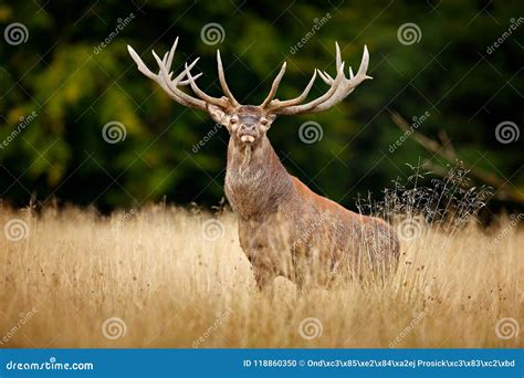 Red Deer Stag Majestic Powerful Adult Animal Outside Autumn Forest