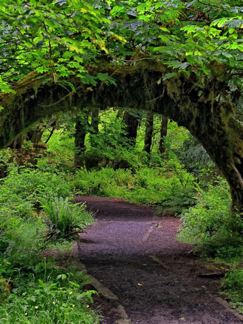 Free Download Download Wallpaper Tree Arch Hoh Rainforest
