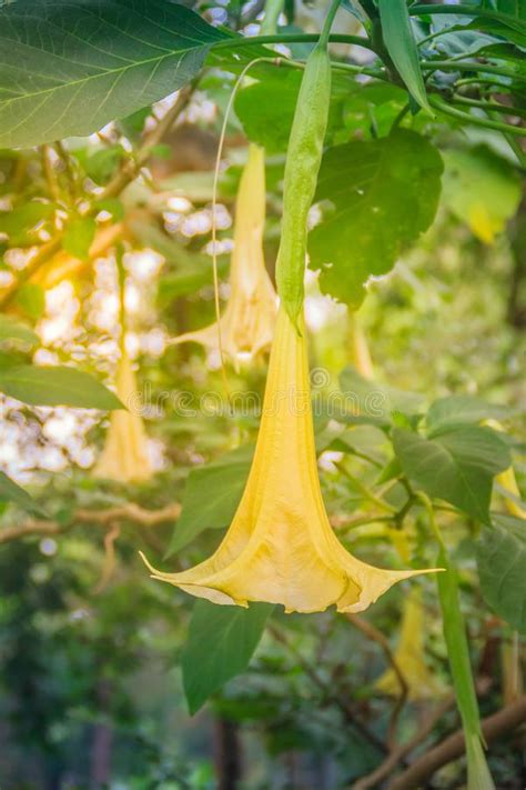 Yellow Angel S Trumpet Flowers Brugmansia Suaveolens On Tree Stock