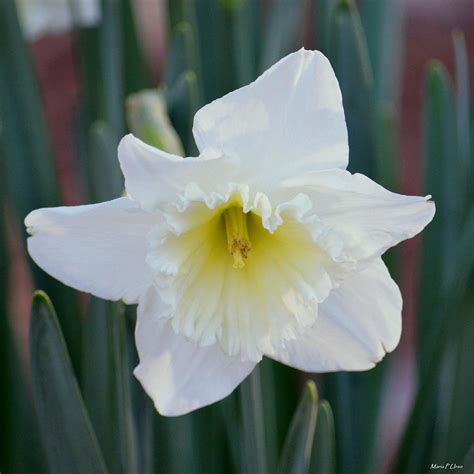 Face Of A Daffodil Photograph By Maria Urso Fine Art America