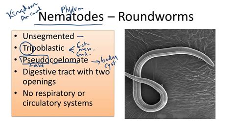 Nematodes Roundworms Youtube