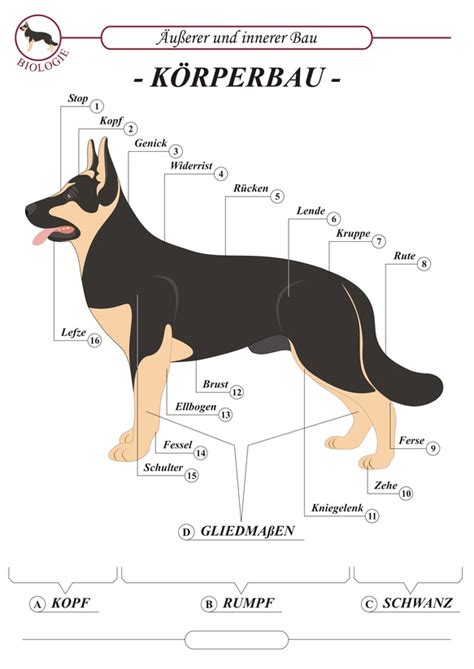 Hund inneren organe anatomieanatomie des männlichen hund. Anatomie - Dogland