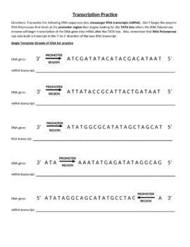 View, download and print transcription / translation worksheet pdf template or form online. DNA Transcription and Translation Practice Worksheet with ...