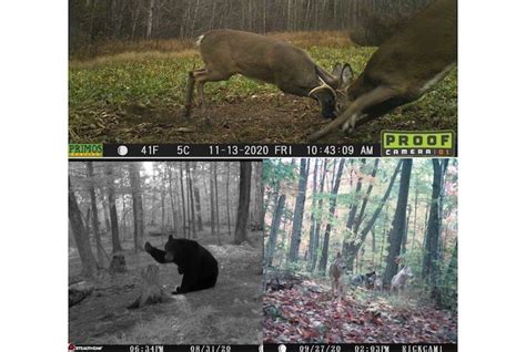 Trail Cam Photo Contest 2020 Winners Ontario Out Of Doors