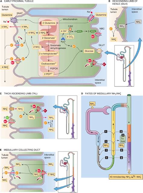 Transport Of Acids And Bases The Urinary System Medical Physiology