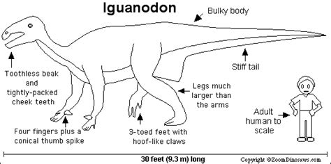 About dinosaur iguanodon coloring page: Iguanodon diagram | Dinosaurs live, Dinosaur, Hooves
